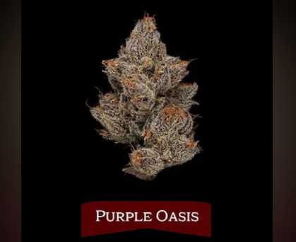 Purple Oasis-Indoor- Northern Harvest-3.5g-Sativa